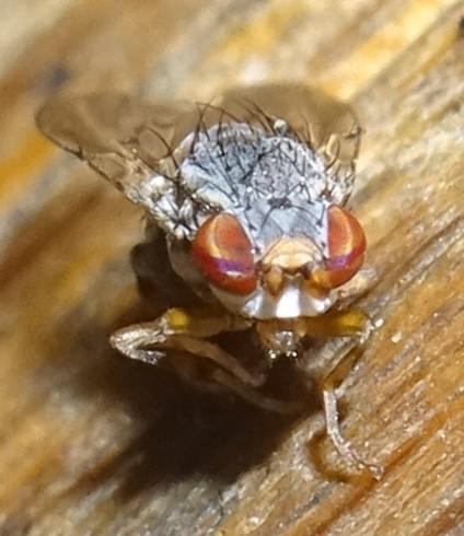 Odinia meijerei